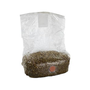 Rye grain Mushroom grow bag
